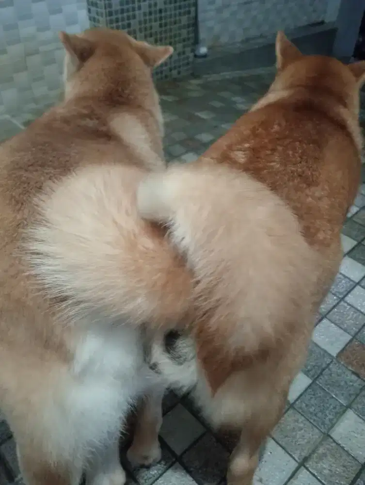 Pejantan Shiba Inu
