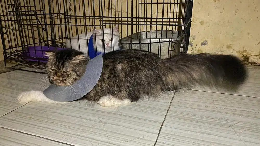 Kucing scottish fold indukan hamil murah