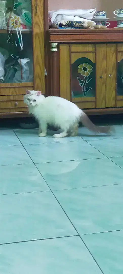 Kucing Ragdoll jantan