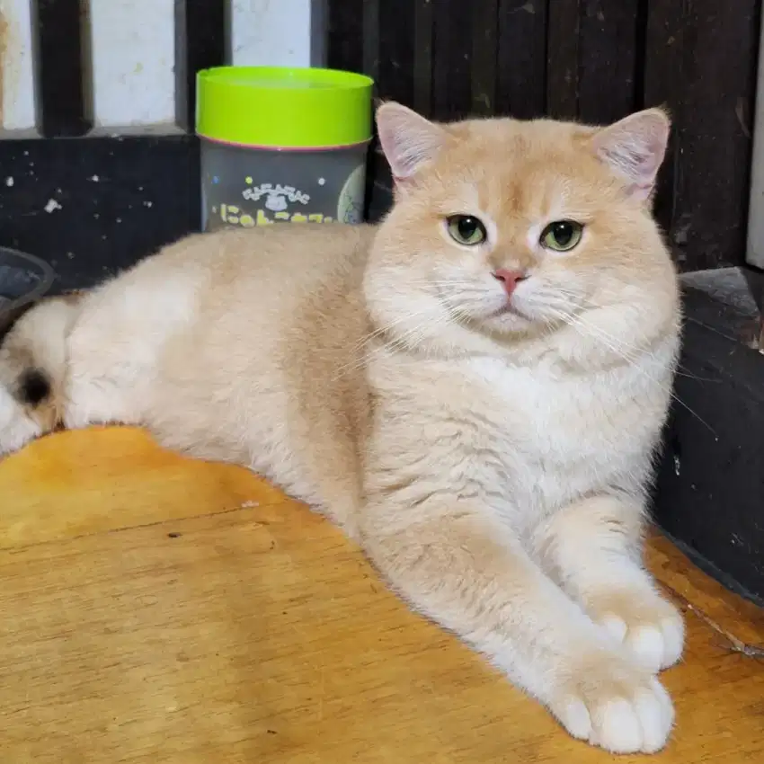 JASA PACAK BSH GOLDEN NY12 BRITISH SHORTHAIR/BRITISH GOLDEN/BSH GOLDEN