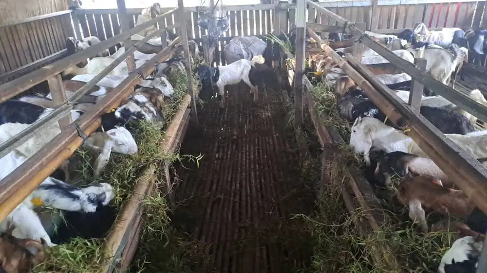 juall kambing aqiqah