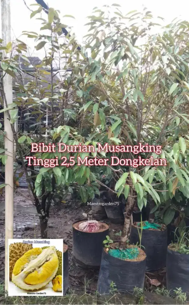 Durian Musangking Bibit Dongkelan Tinggi 2,5 Meter