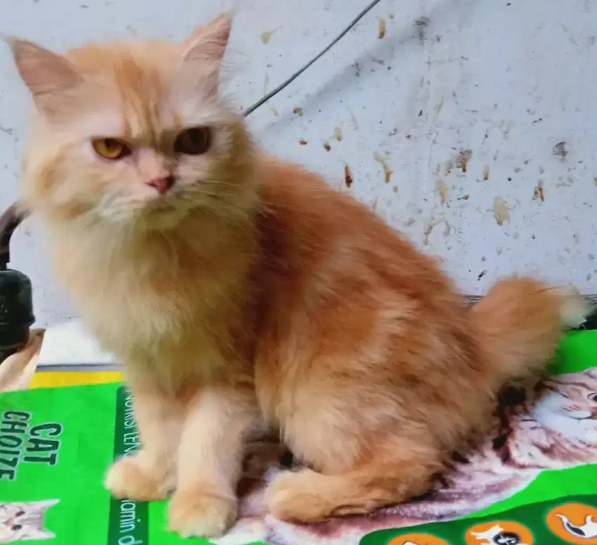 Persia Longhair Peaknose