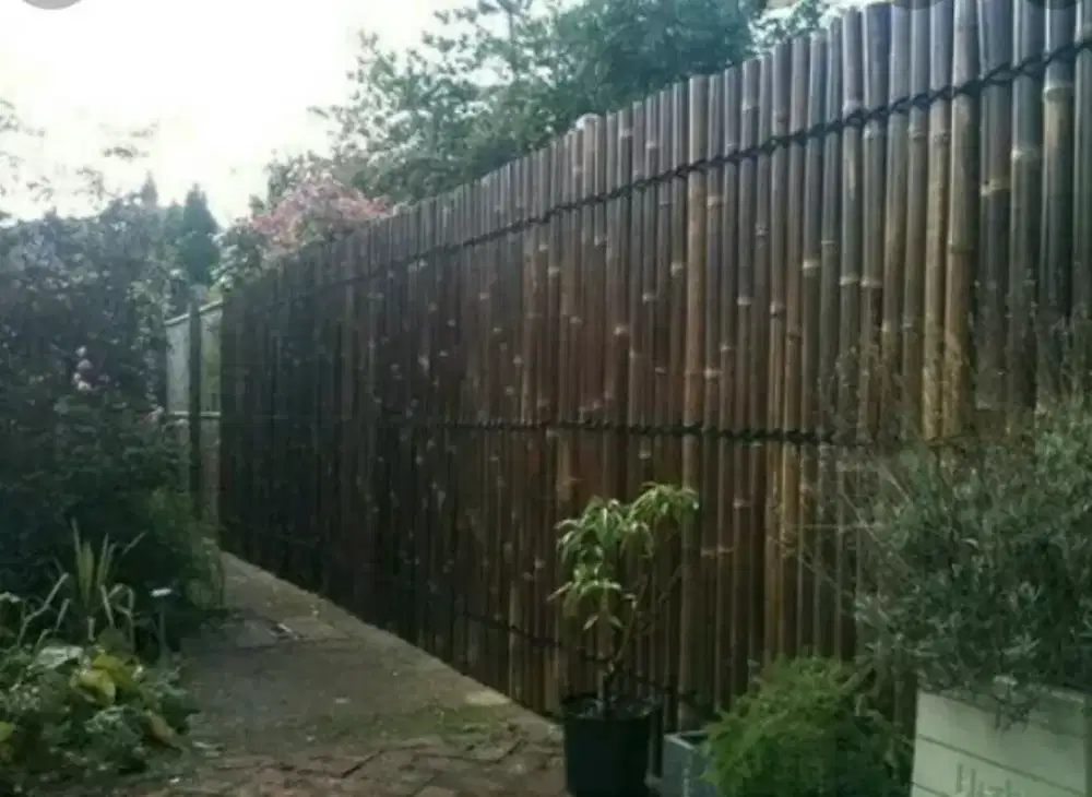 jual pohon hias dan jual bambu hitam