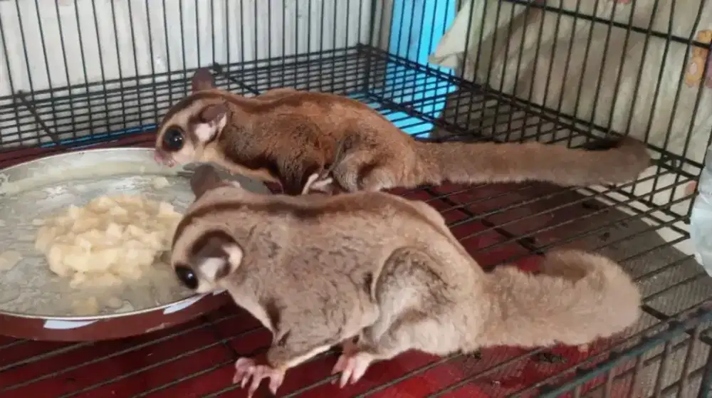 Sugar glider jantan dan kandang