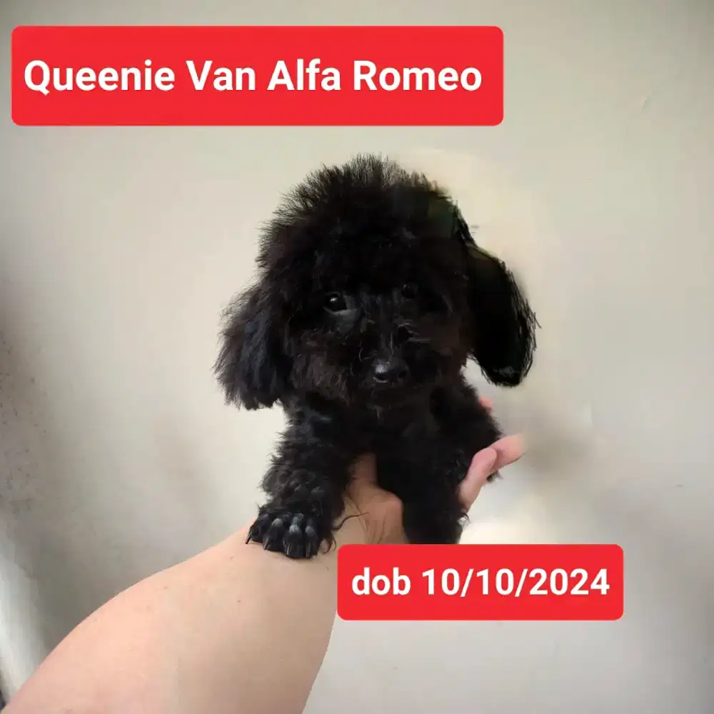 Female Black Solid Toy Poodle