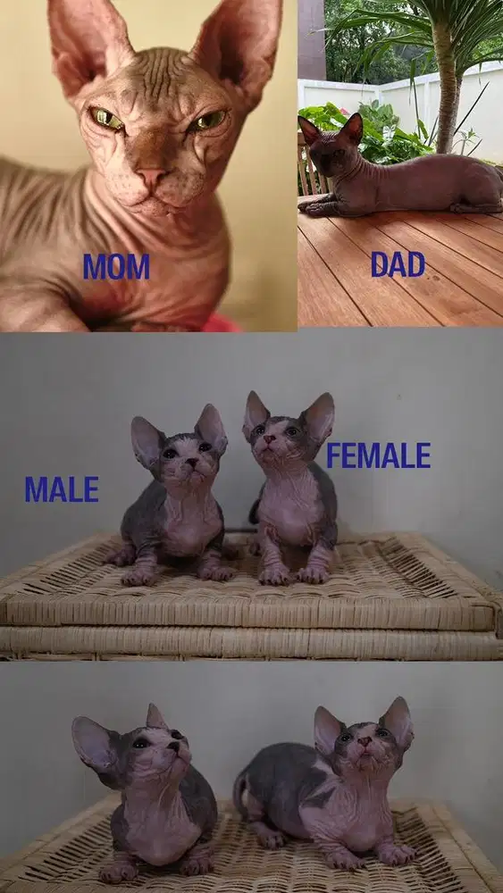 Kucing sphynx bambino