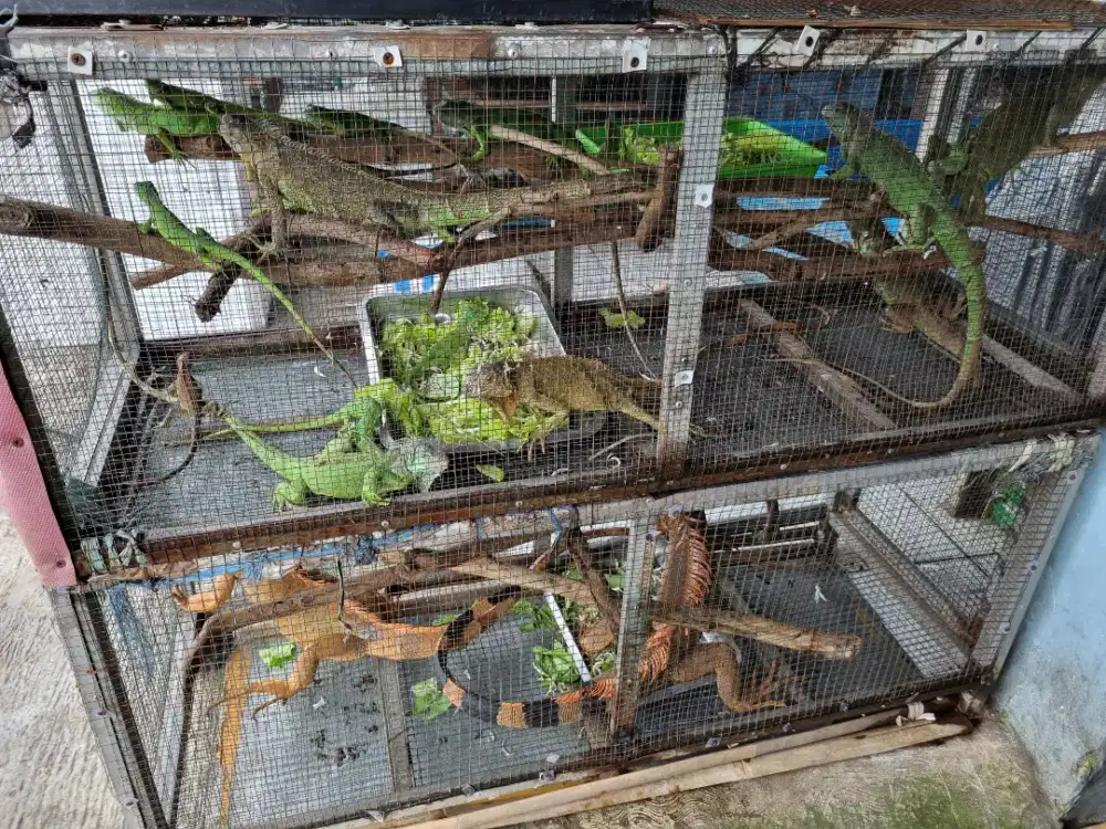 Iguana iguana merah dan Hijau