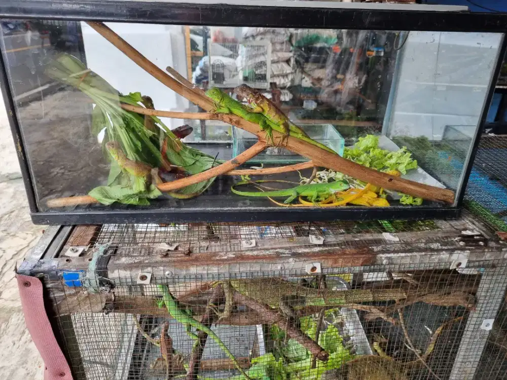 Iguana Green, Red iguana depok