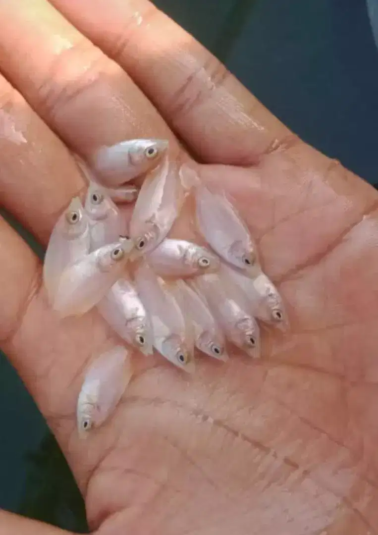Bibit ikan gurame padang