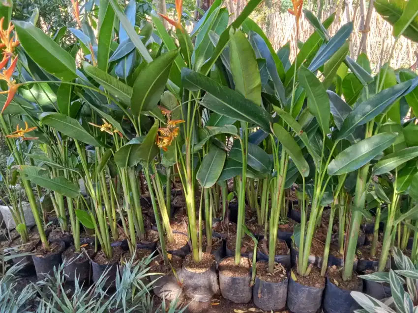 Tanaman pisang golden