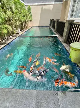 Dijual Rumah Mewah ada Kolam Renang di Sutera Onyx, Alam Sutera