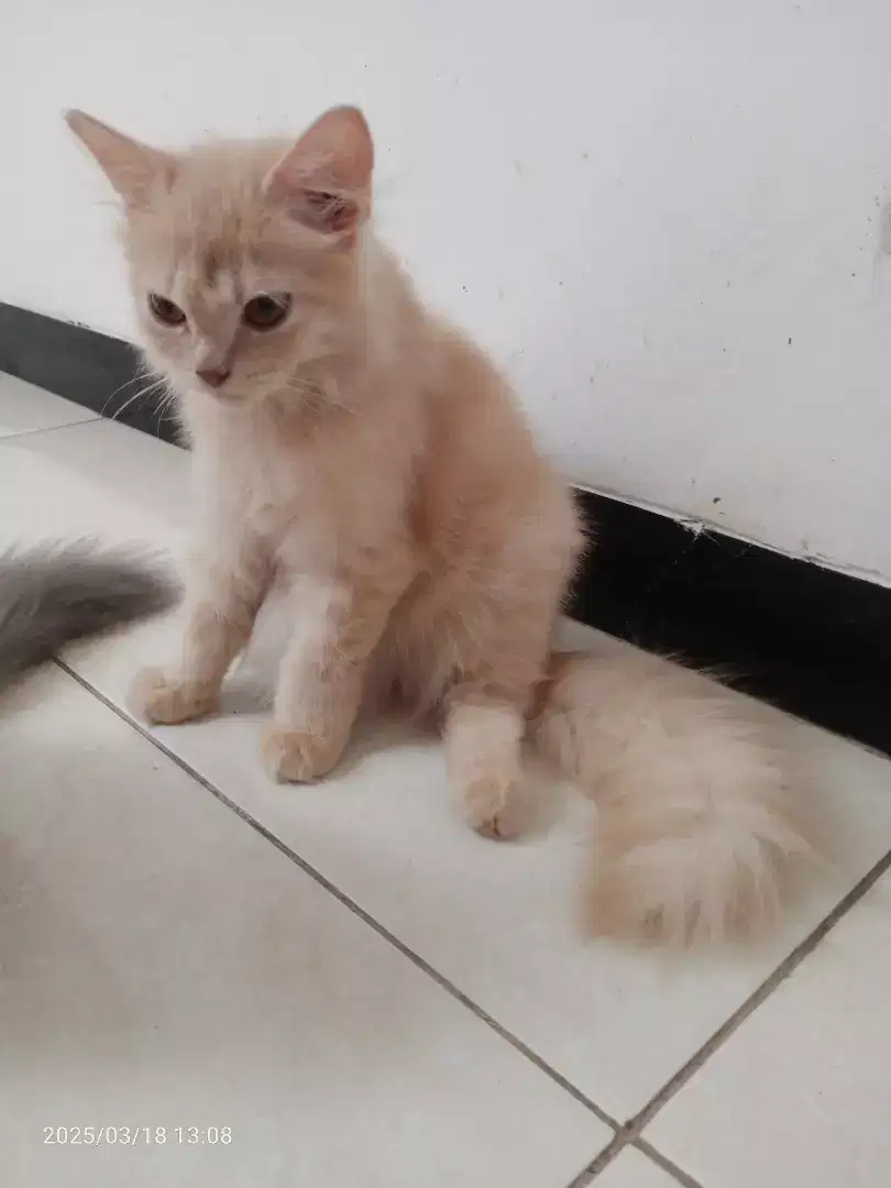 Kucing Persia Jantan umur 3bln, Gimbul Flatnose, Sehat Lucu Penurut