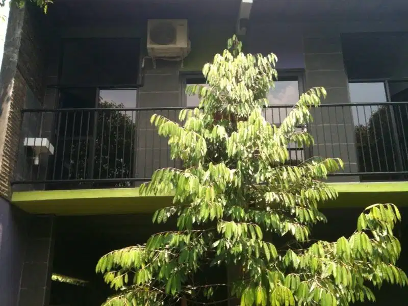 Kost Putra Tenang