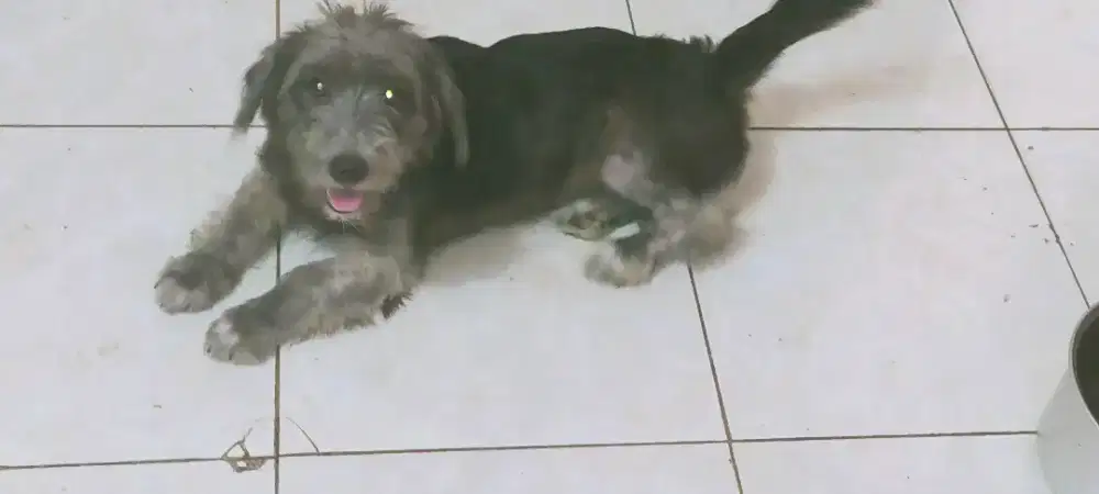 Anjing schnauzer betina usia 8 bln