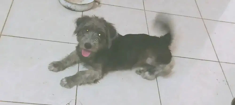 Anjing schnauzer betina usia 8 bln