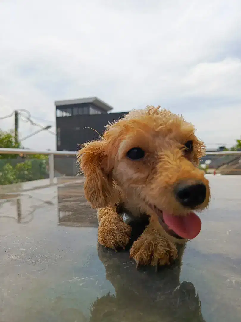 Jual Poodle Jantan & betina