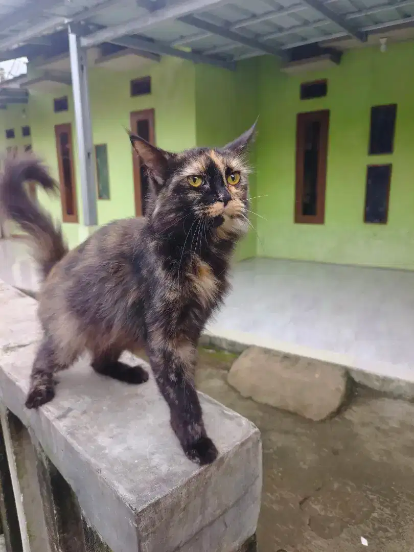Kucing mix mainecoon Persia betina