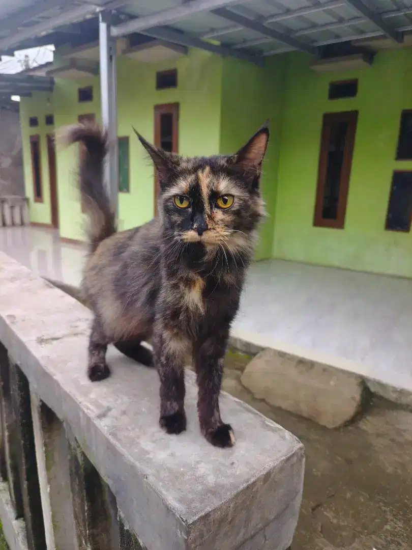 Kucing mix mainecoon betina