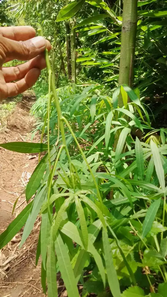 Daun Singkong Sayur Nasi Padang