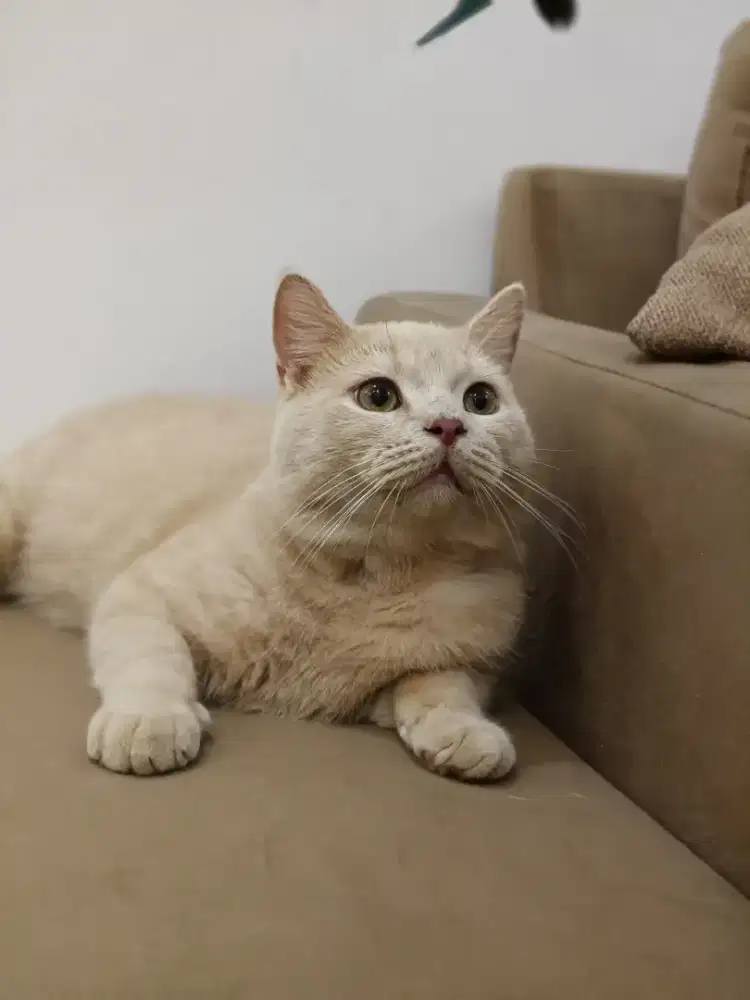Kucing British / BSH cream jantan