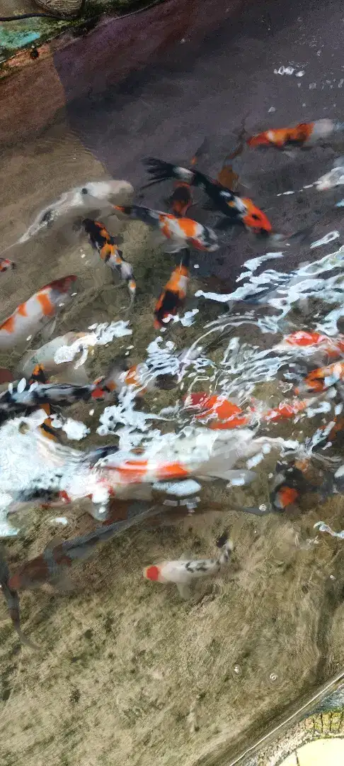 Ikan koi blitar warna terang mantab
