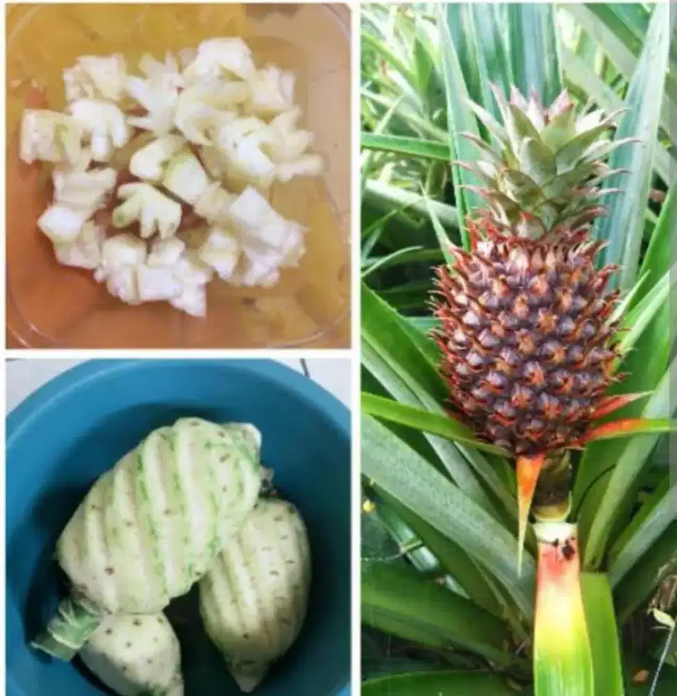 Nanas muda memperlancar haid