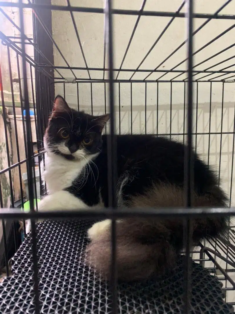 kucing persia flatnose
