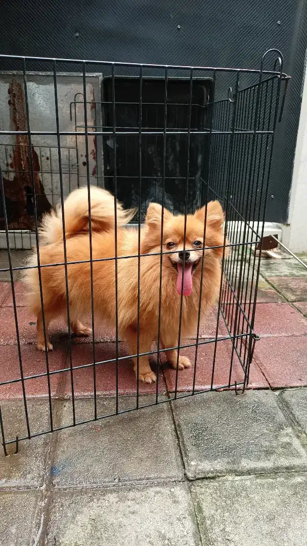 Jual sayang sepasang Pomeranian / anjing pom