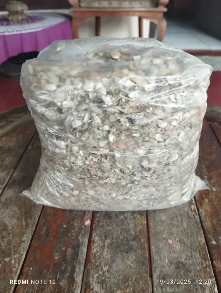 Kepala ikan teri kering