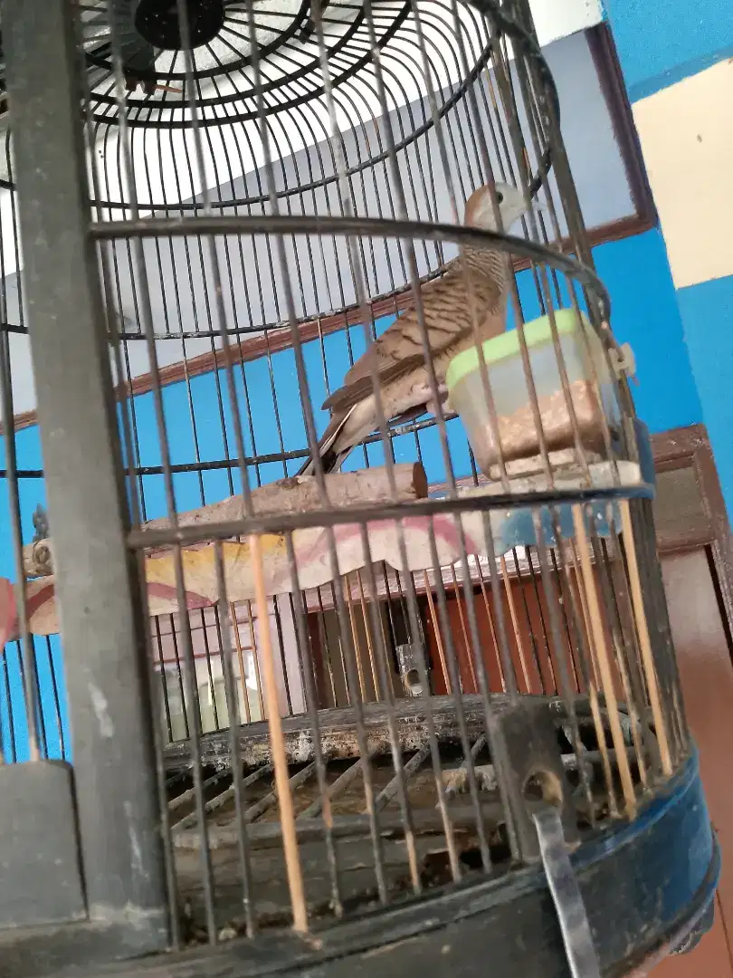 Burung perkutut lokal suara kencang