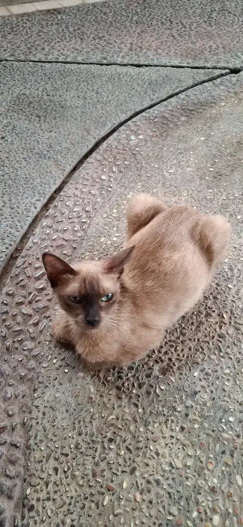 open adopt Kucing Siam Classic Betina