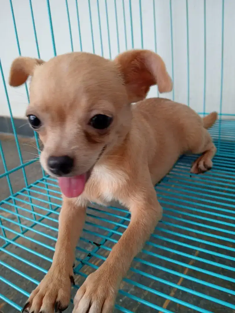 For sale 1 anakan chihuahua smooth coat betina