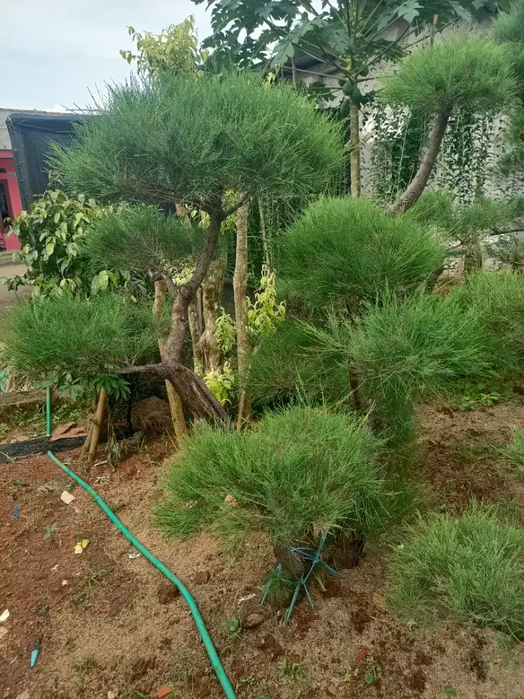 Pohon Cemara udang / Bonsai Cemara udang / Jual Bonsai Cemara udang