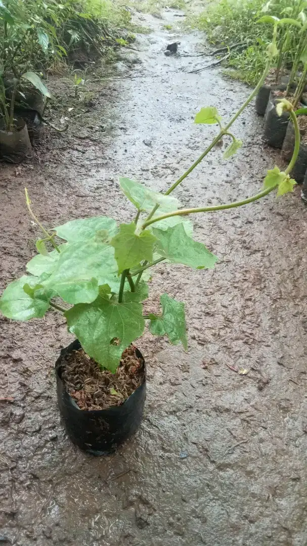 Jual bibit bunga tumbergia