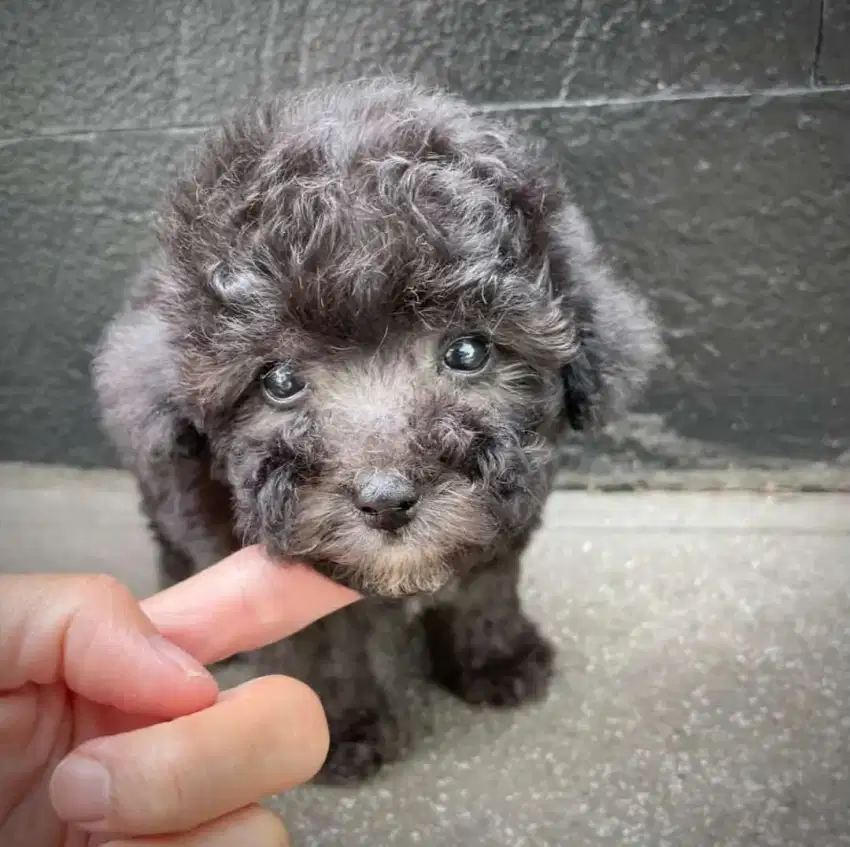 Anak Anjing Toy Poodle Silver Grey Cakep Murah