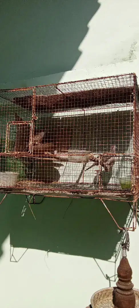 Burung perkutut lokalan sepasang