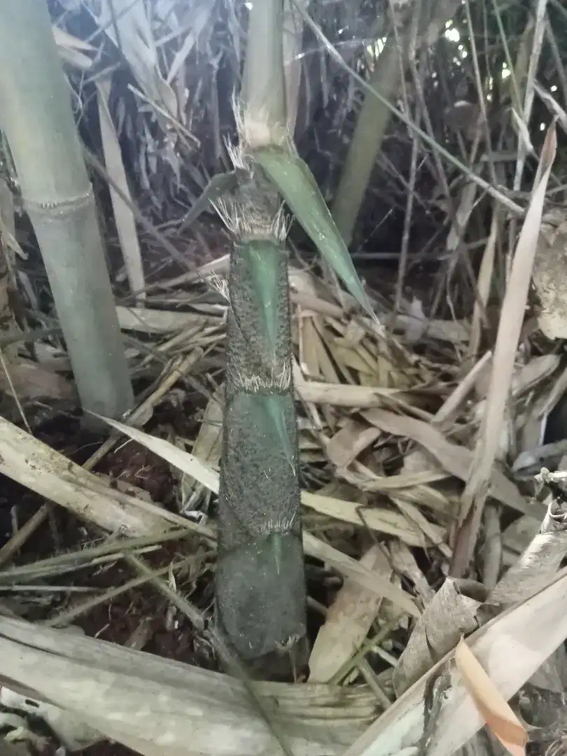 Rebung sayur bambu petung