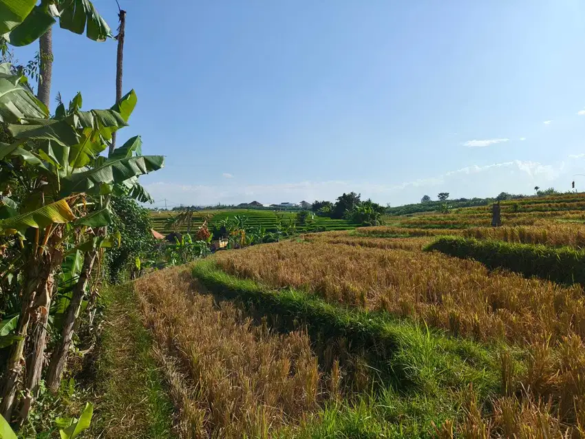 Tanah langka view sawah dan jungle tumbak bayuh  Canggu vibes Ubud