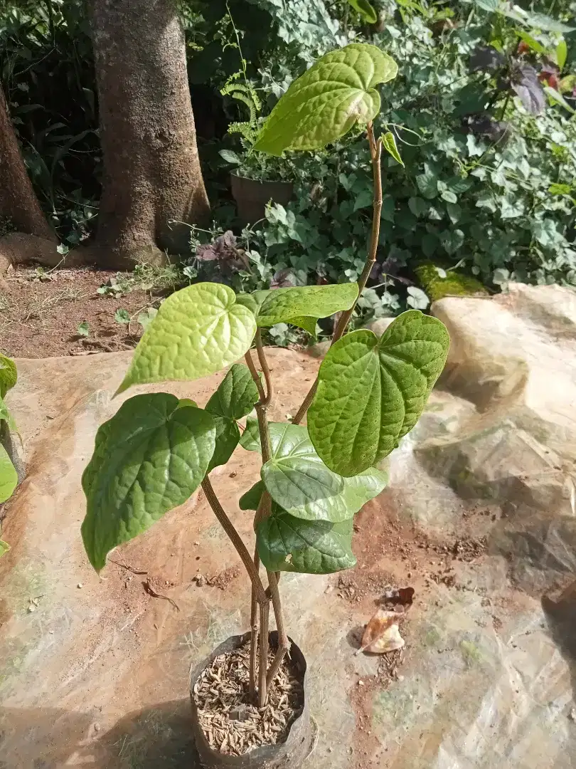 Jual bibit sirih ijo