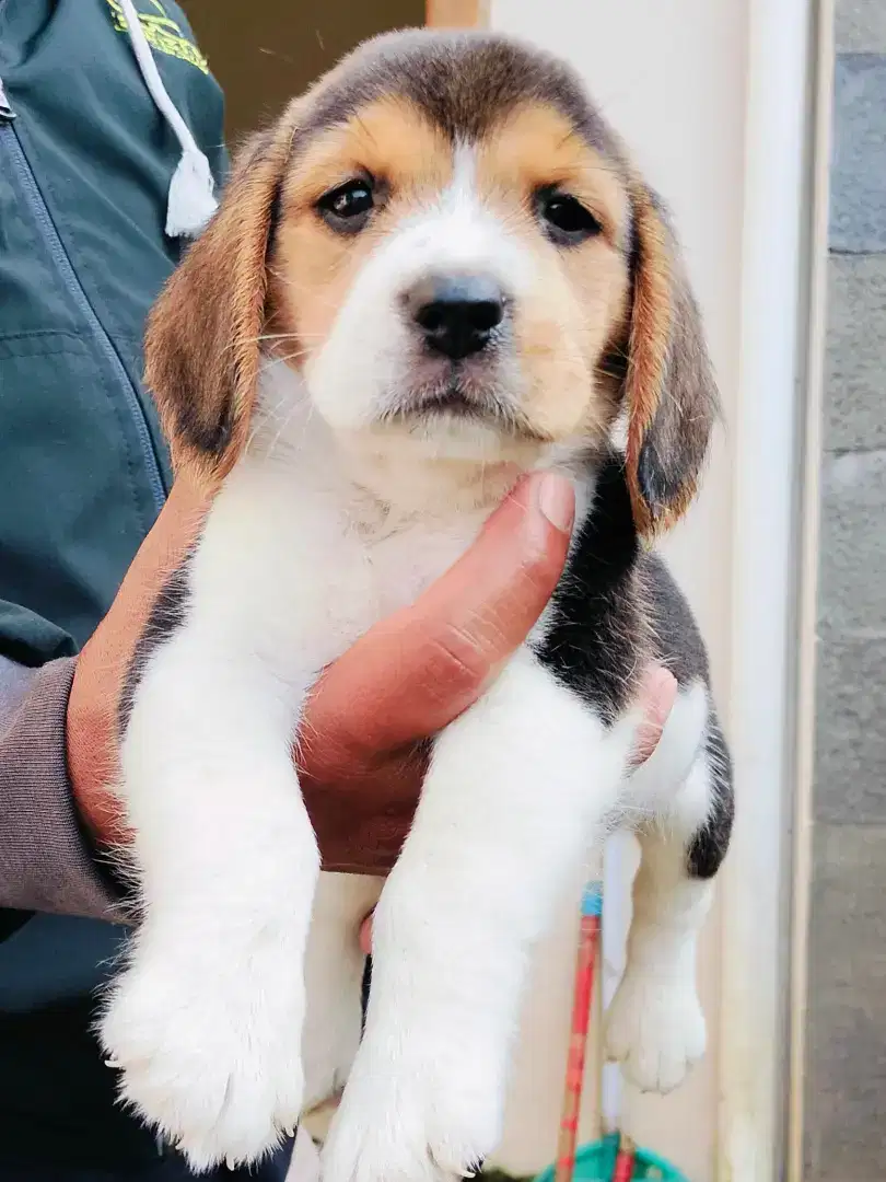 Beagle Jantan non stb