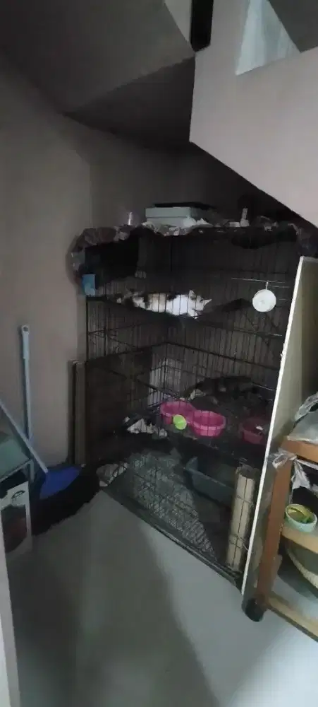 Over Rawat kucing biasa bukan ras(Kucing Kampung)