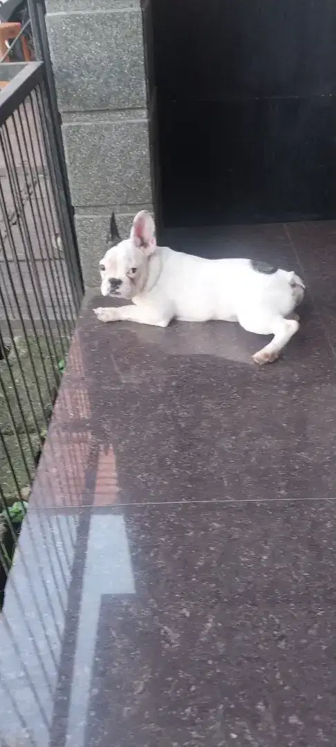 MINI FRENCHIE UMUR 5 BULAN JANTAN