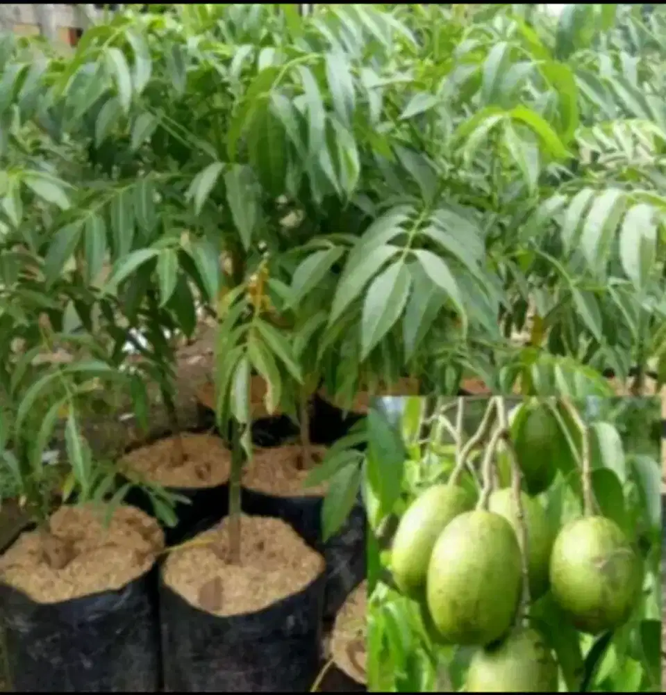 Pohon buah kedongdong