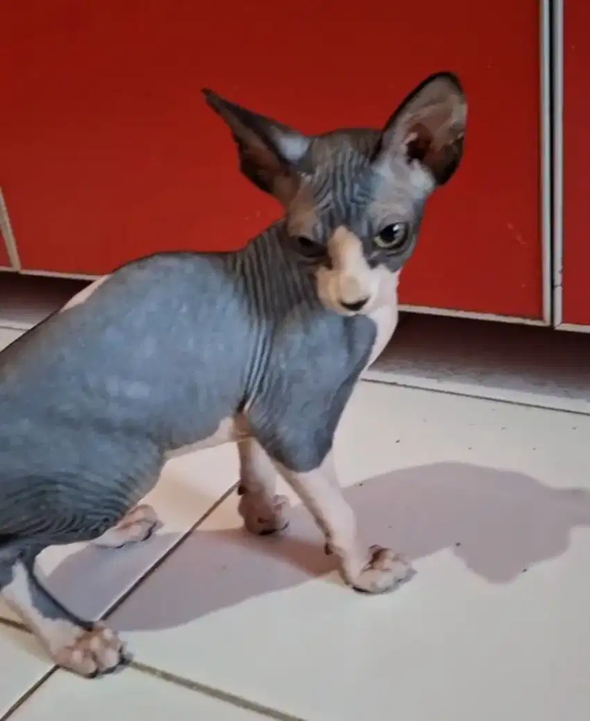 Sphynx jantan 4 bln