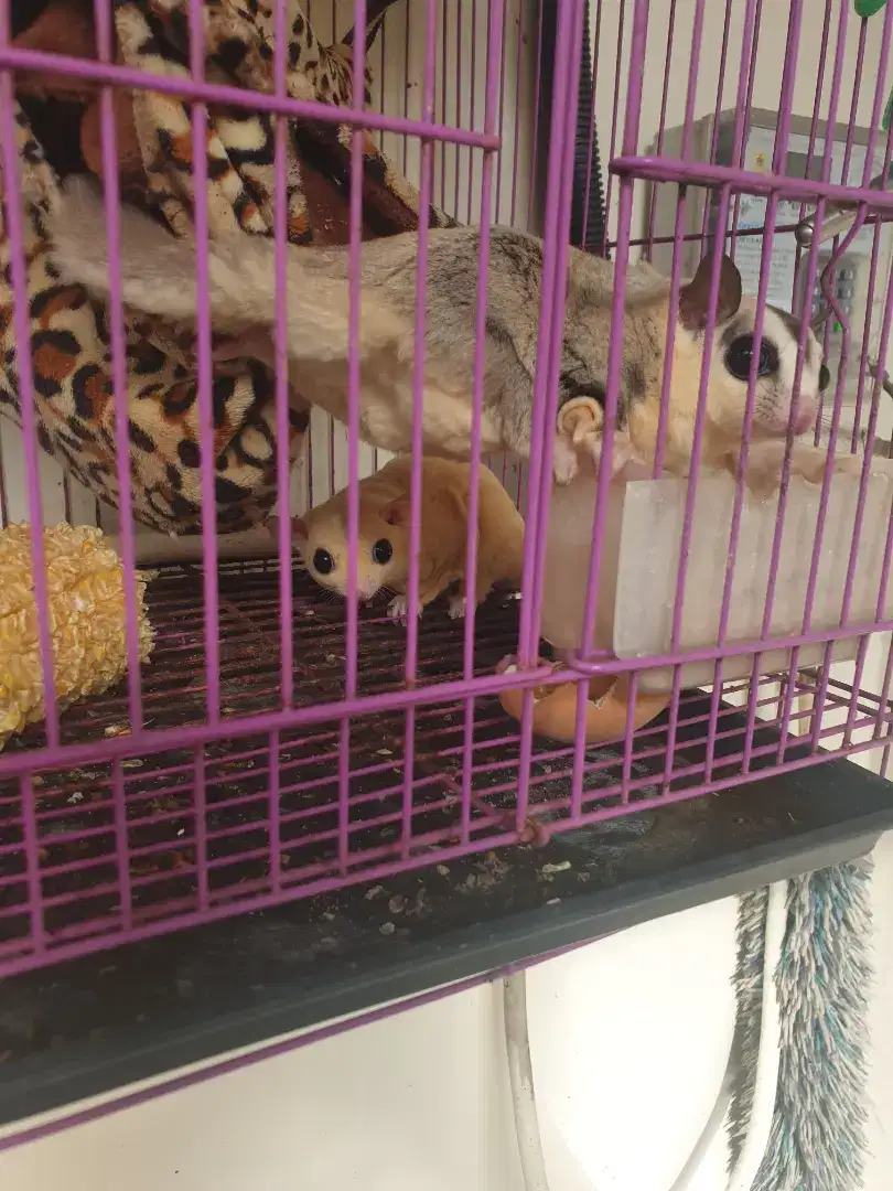 Sugar glider indukan leu vs wf berikut anakannya