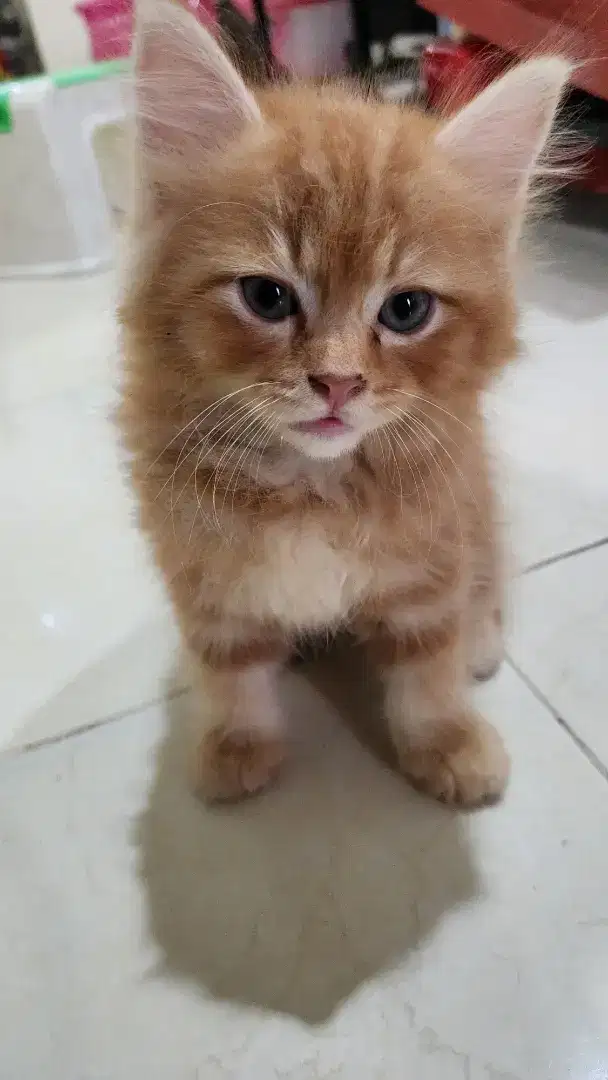 Kitten Kucing Persia jantan usia 3 bln