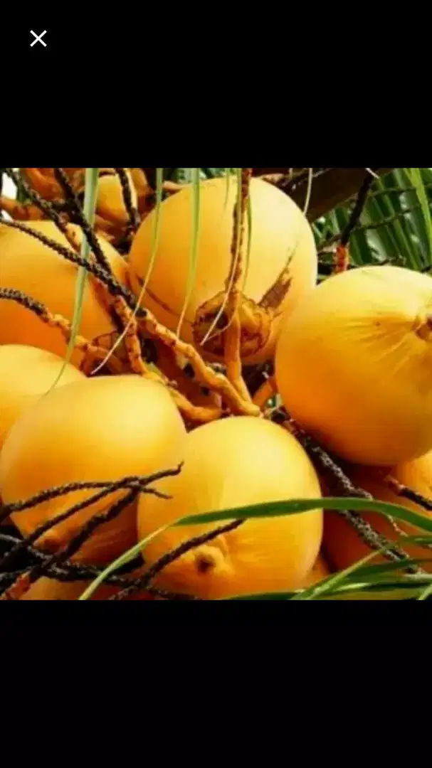 Buah kelapa gading kuning