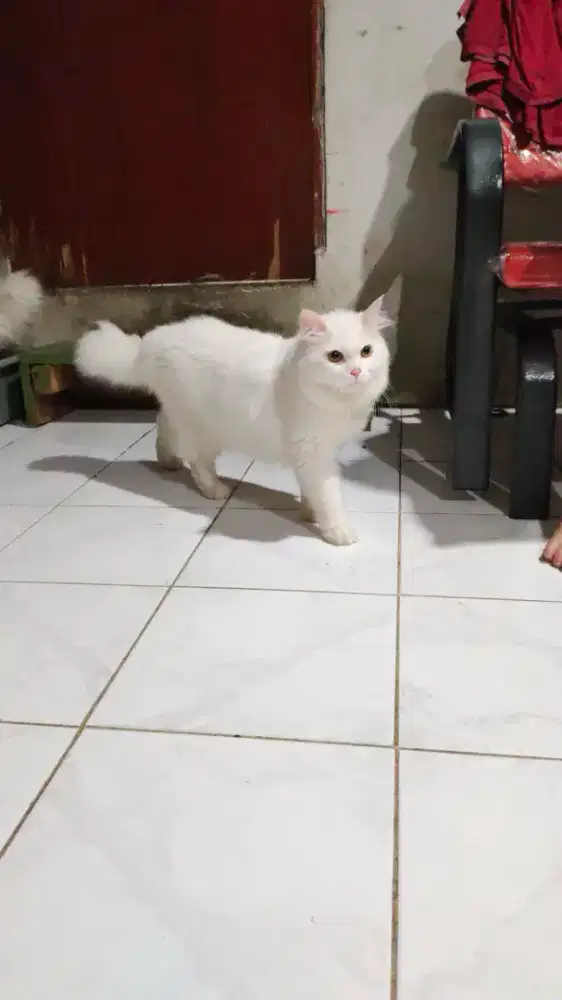 Kucing Persia putih
