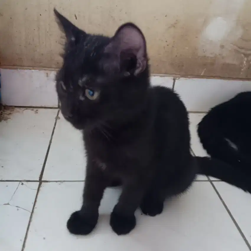 Kucing Hitam Mix Dome